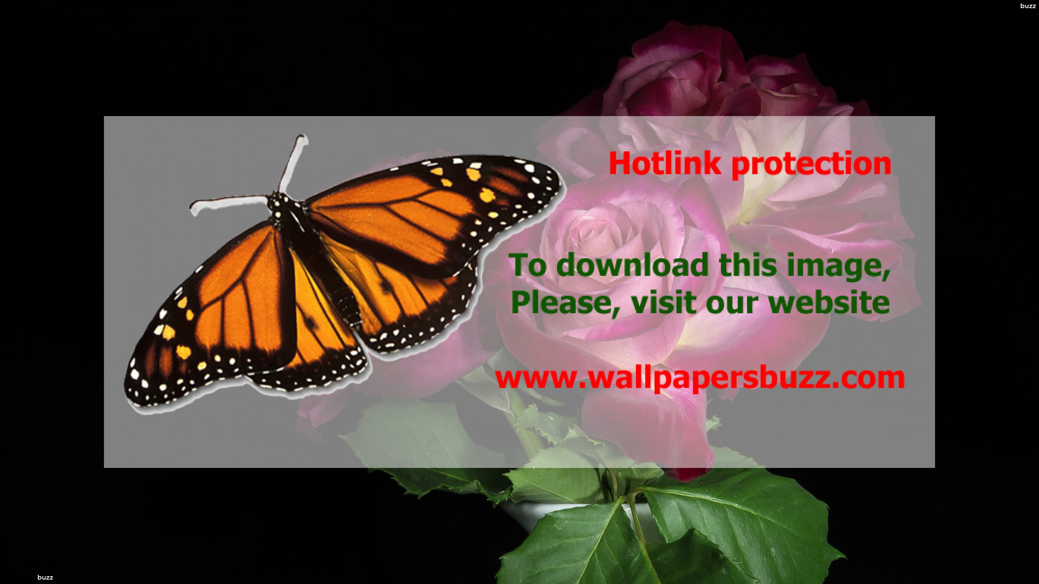 Flower Background Hd Wallpaper - HD Wallpaper 