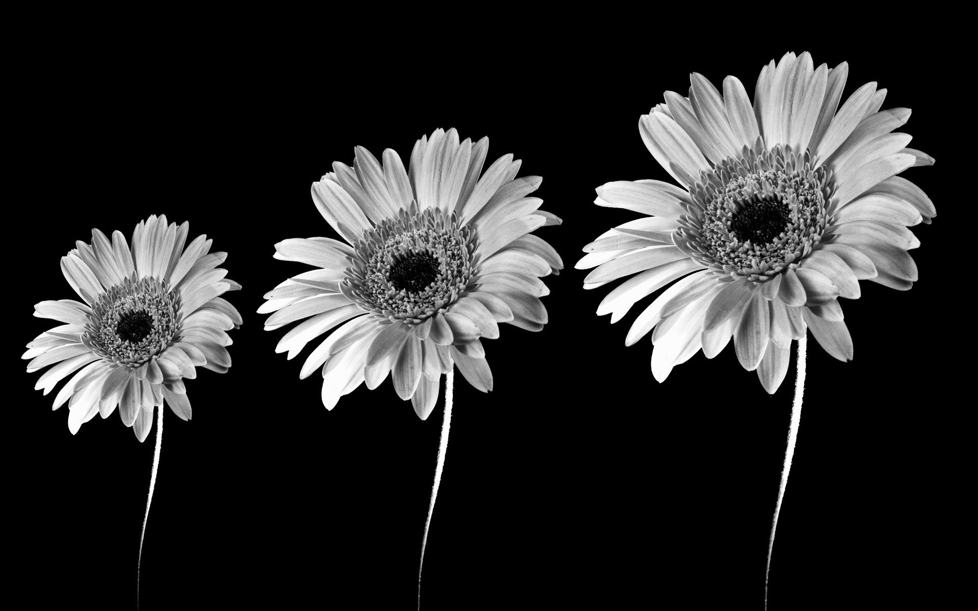 Black And White Images Of Flowers 9 Background - Flowers In Black And White - HD Wallpaper 