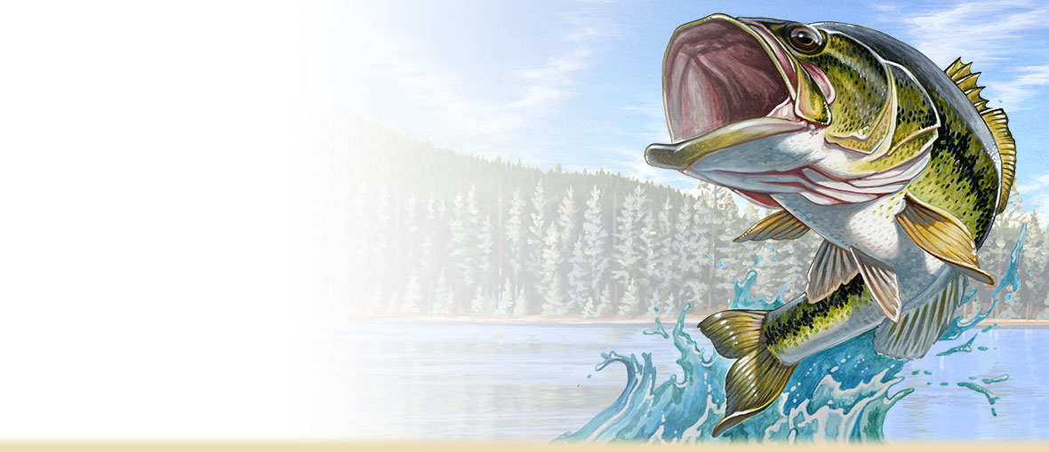 Largemouth Bass Facts, Information, And Photos - HD Wallpaper 