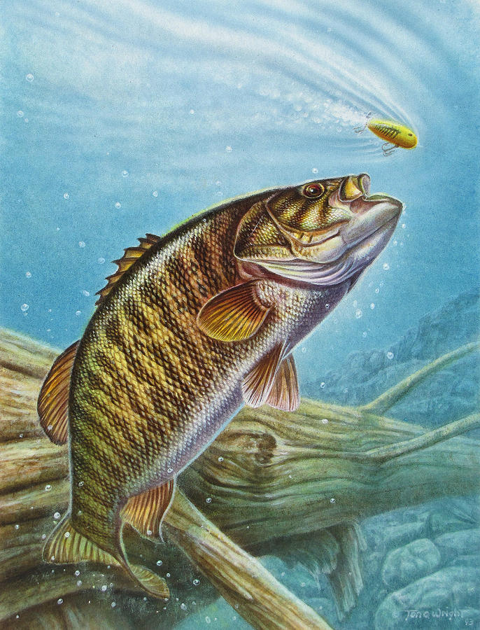 Smallmouth Bass Painting By Jq Licensing - HD Wallpaper 