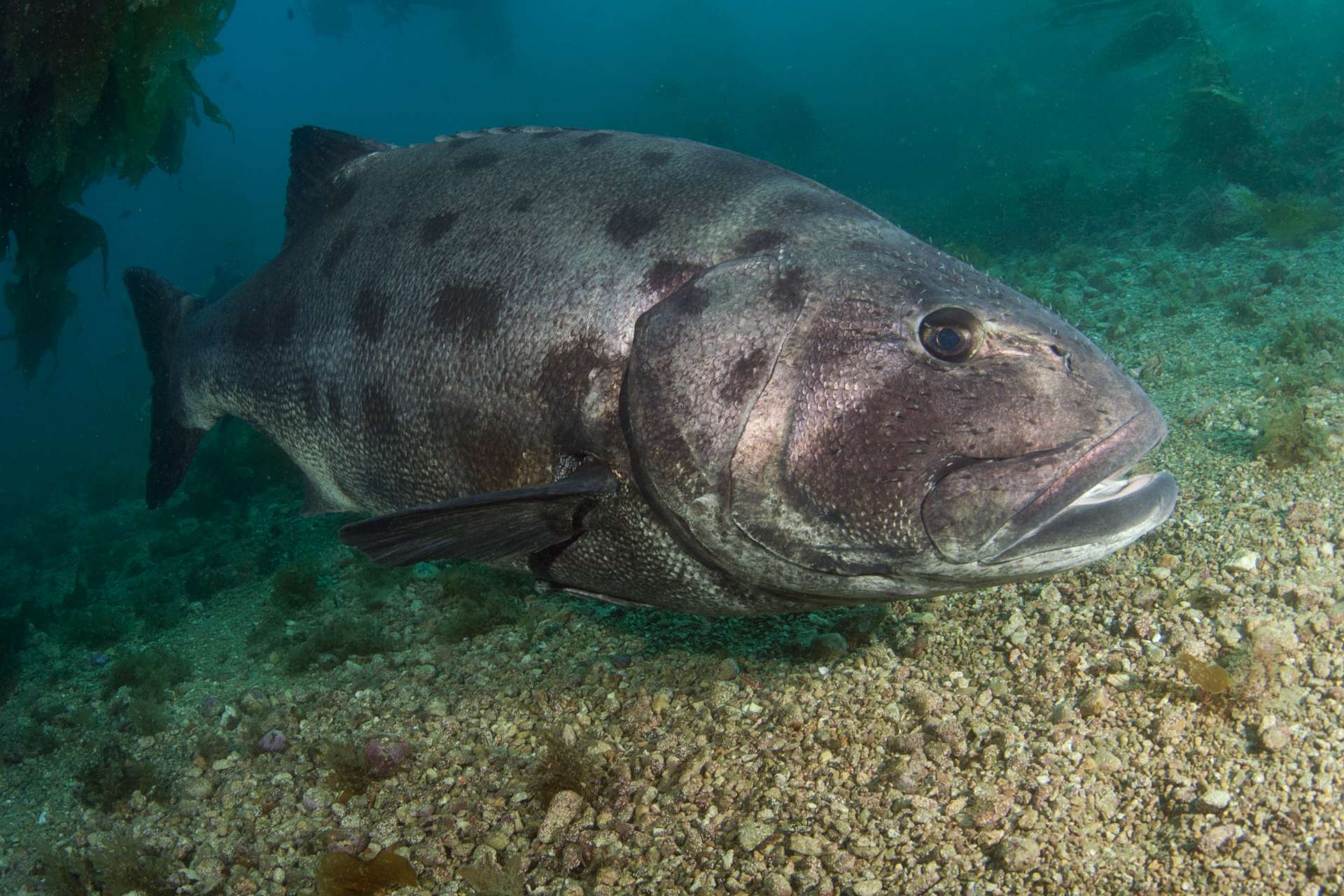 Cute Sea Bass - HD Wallpaper 