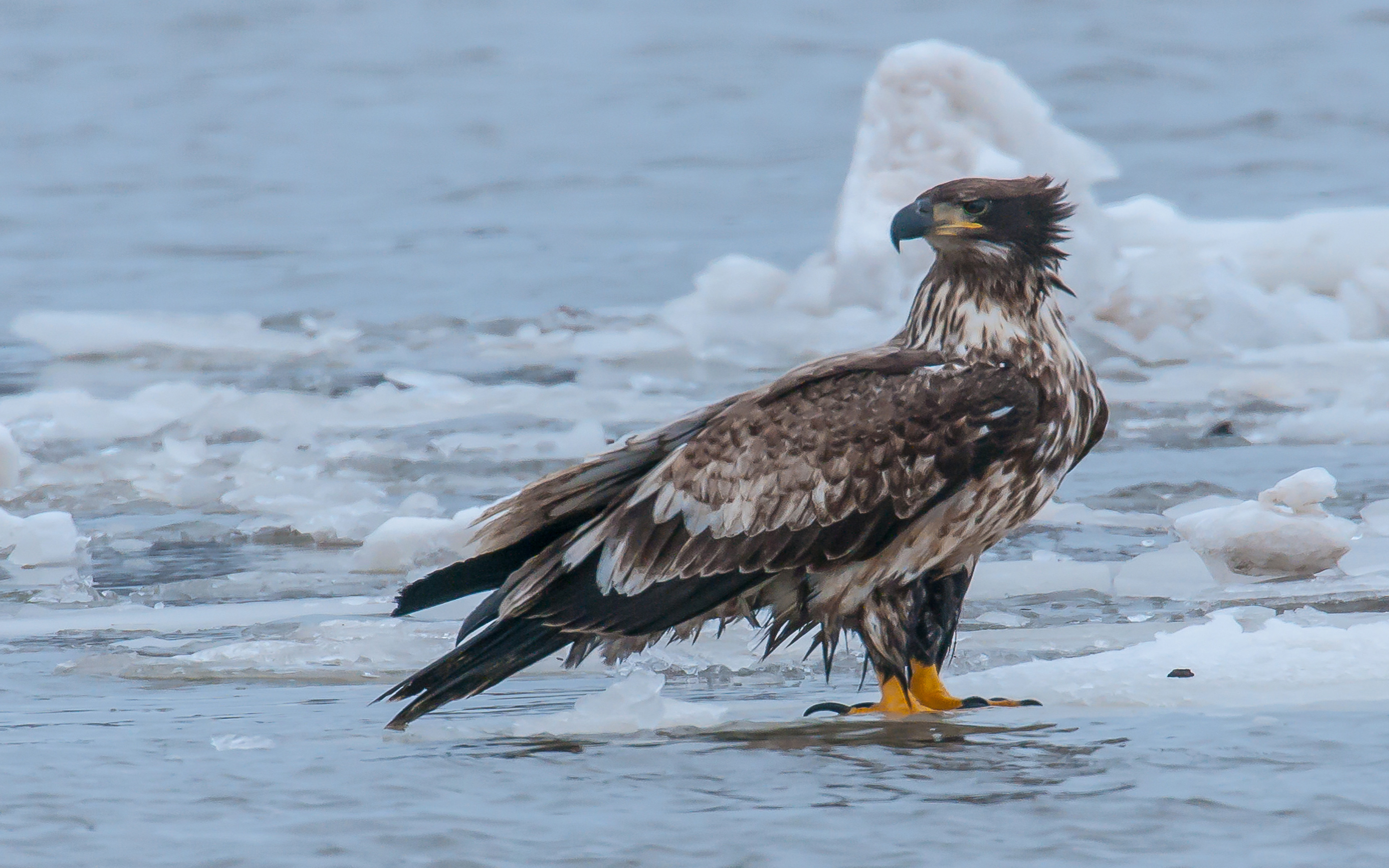 Eagle Fisherman - HD Wallpaper 