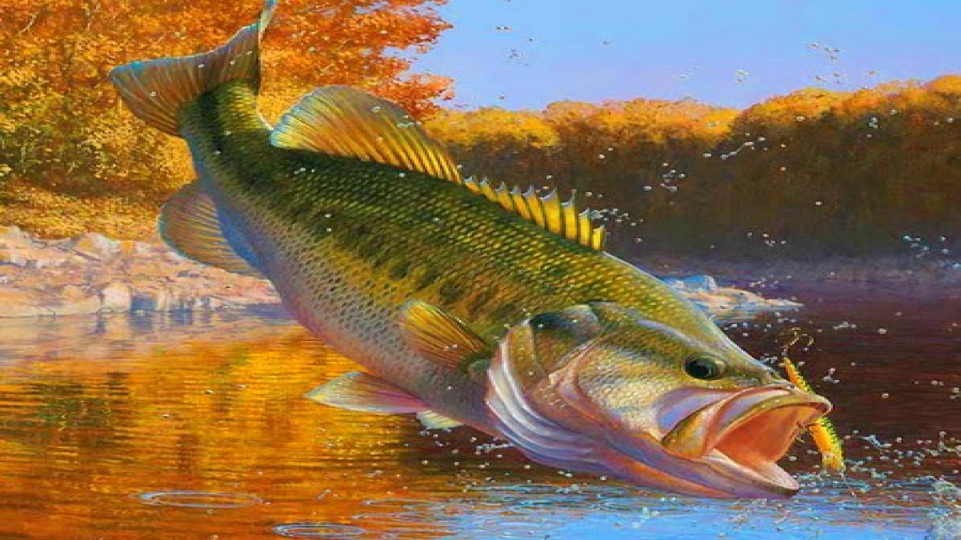 Largemouth Bass Wallpaper Hd-5qa4tke - High Resolution Bass Fishing - HD Wallpaper 