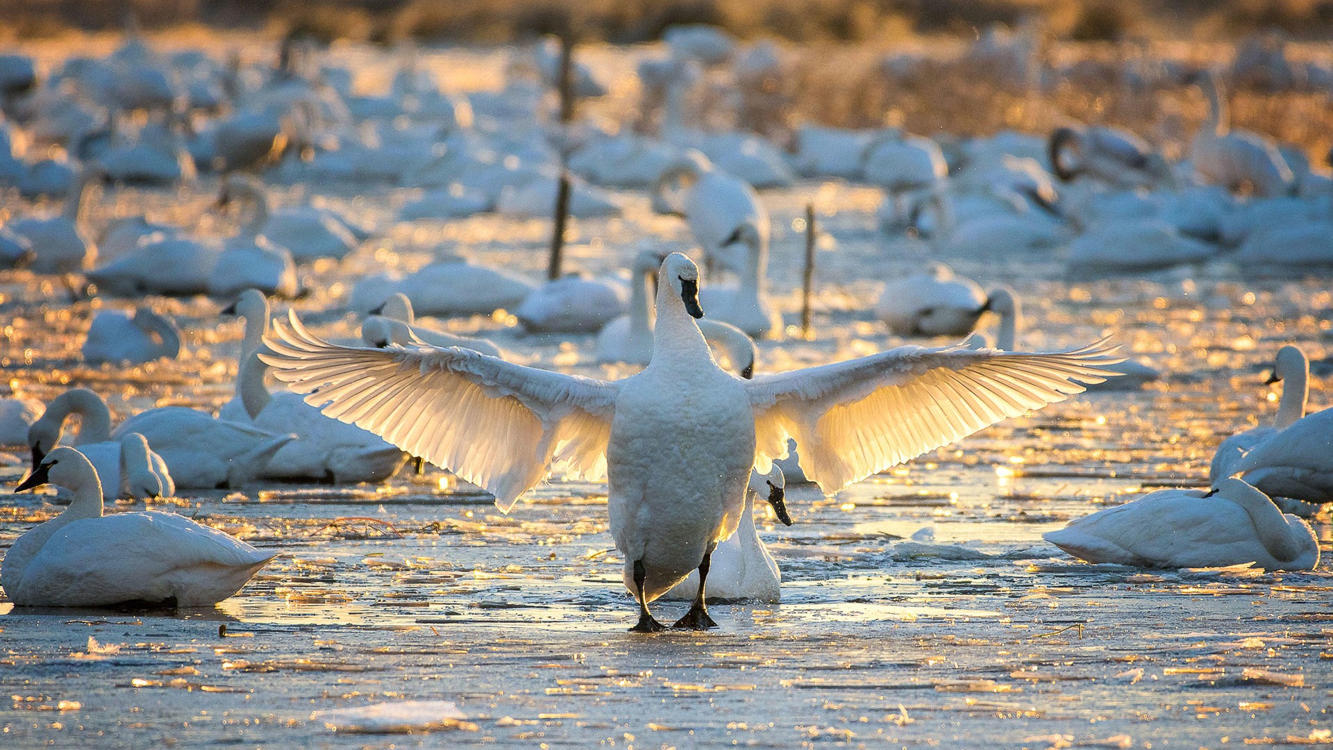 Bird Swan In Sea Superb Wallpaper - Waterfowl - HD Wallpaper 
