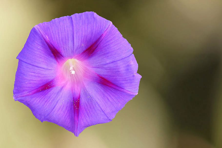 Purple Flower, Superb Thread, Winds, Blossom, Bloom, - HD Wallpaper 