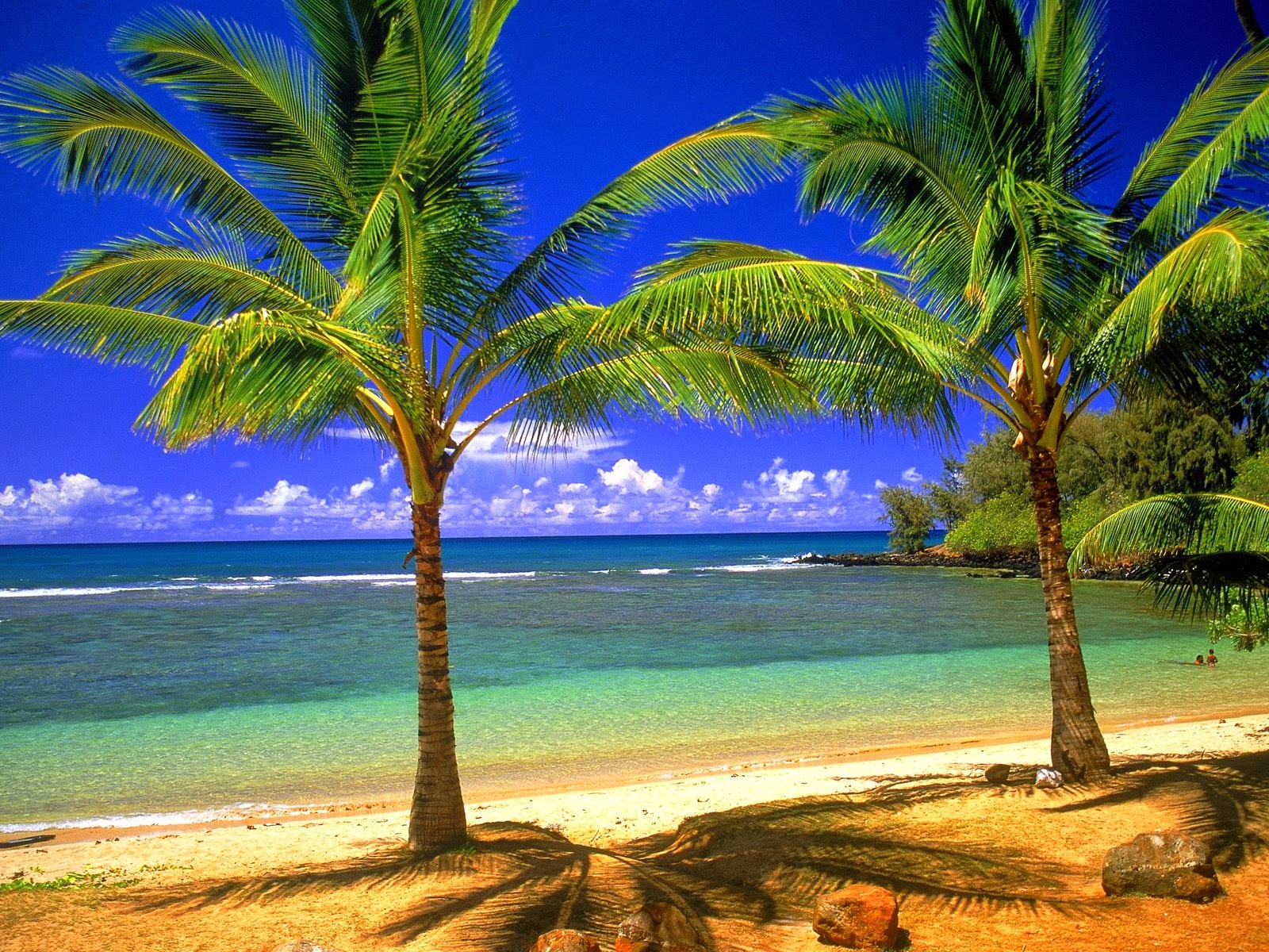 Beaches And Palm Trees - HD Wallpaper 