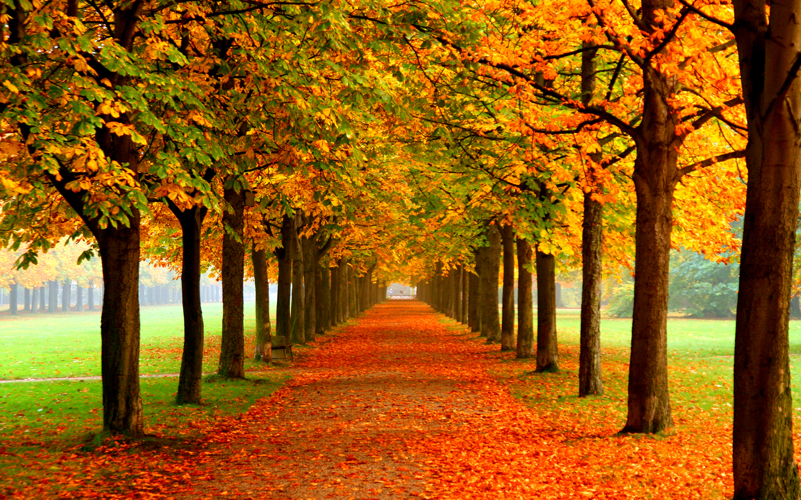 Nice Background - HD Wallpaper 