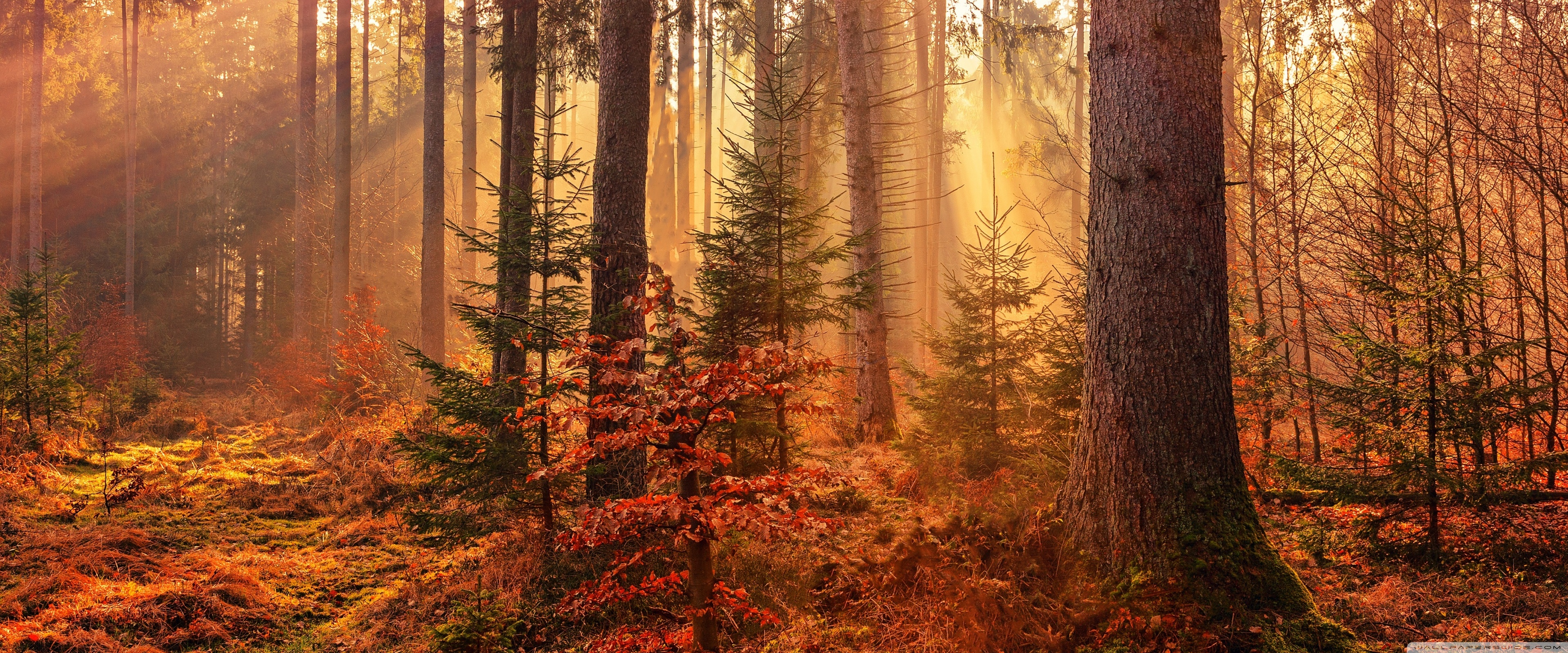 Autumn Forest - HD Wallpaper 