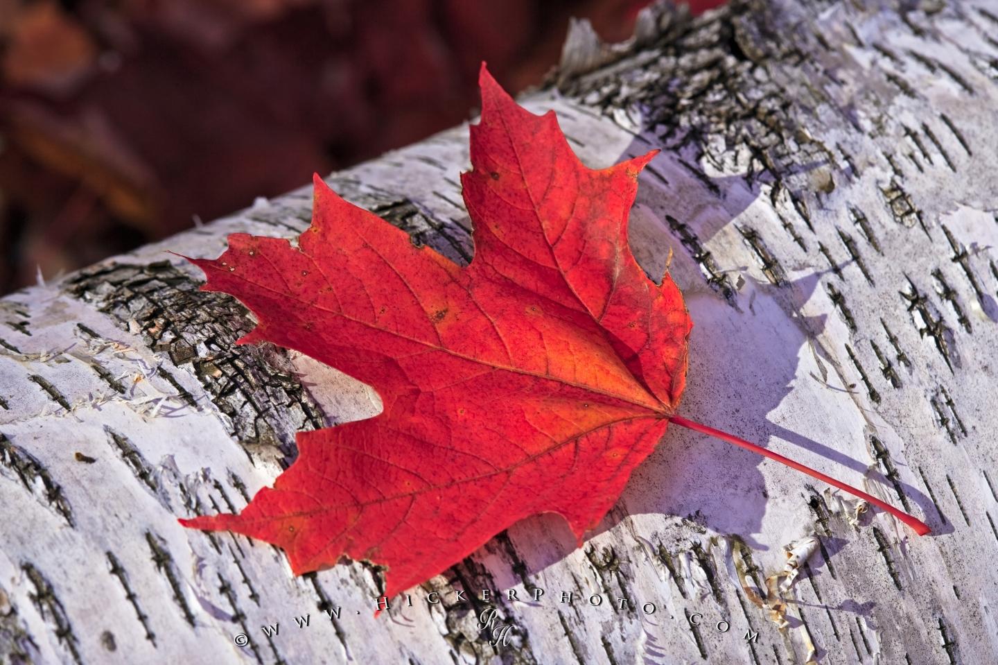 Photo Fall Leaf Algonquin Provincial Park Ontario Canada - Maple Leaf In Fall - HD Wallpaper 