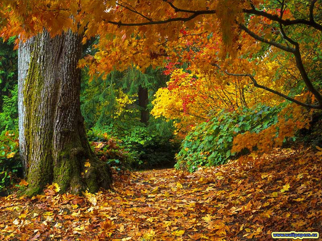 Beautiful Autumn Season Wallpapers Hd - Autumn Leaves - HD Wallpaper 