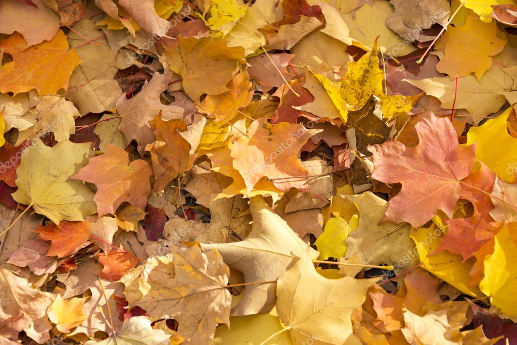 Fall Scenes Wallpaper - HD Wallpaper 