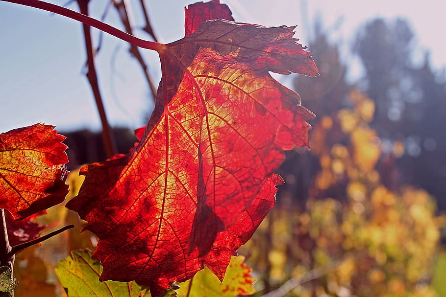 United States, Sonoma, Fall, Autumn, Leaves, Vinyard, - Autumn - HD Wallpaper 