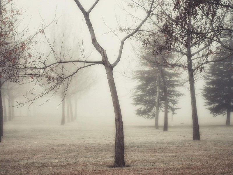 Foggy Autumn Forest Wallpaper - Grove - HD Wallpaper 