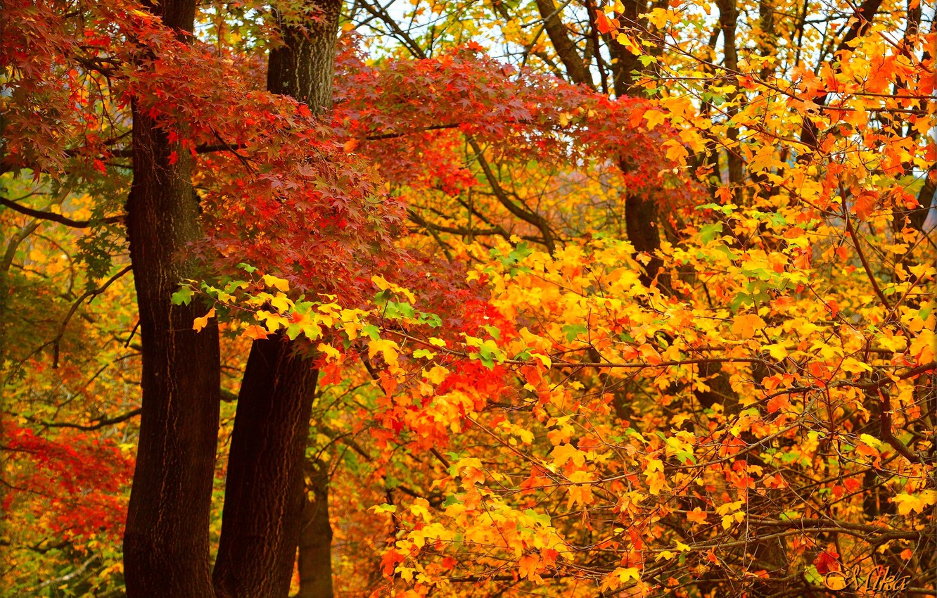 Photo Wallpaper Autumn, Leaves, Fall, Autumn, Colors, - Autumn - HD Wallpaper 