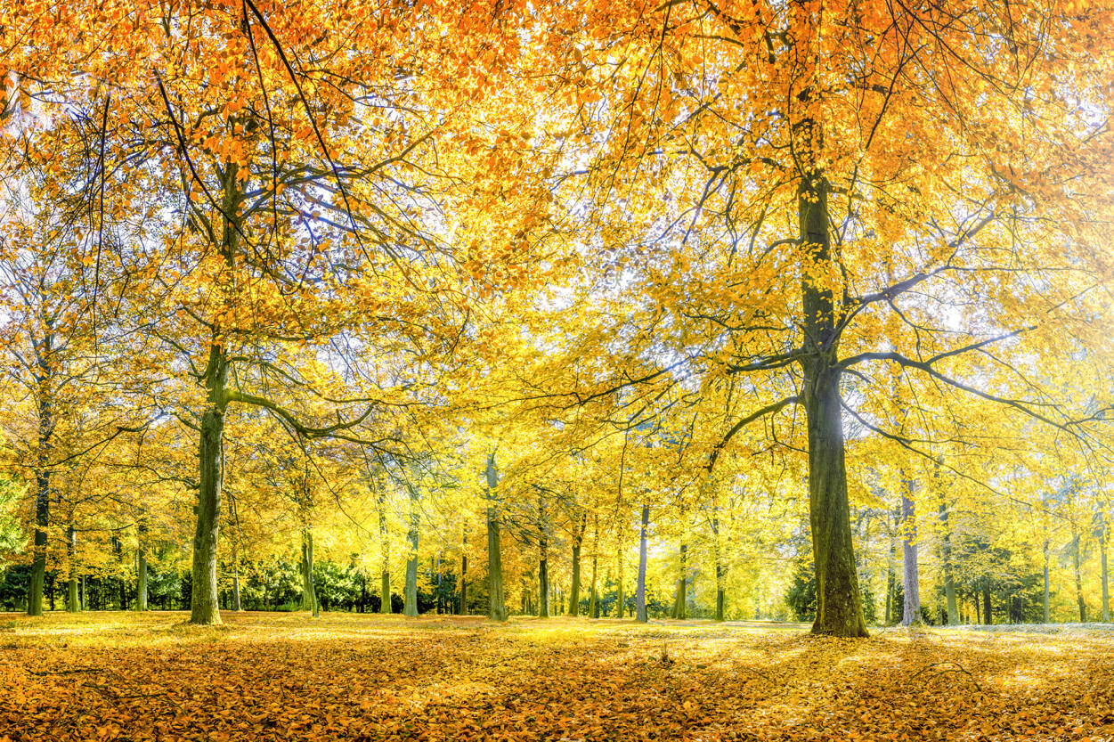 Architects Paper Photo Wallpaper Autumn Forest - Herbst - HD Wallpaper 