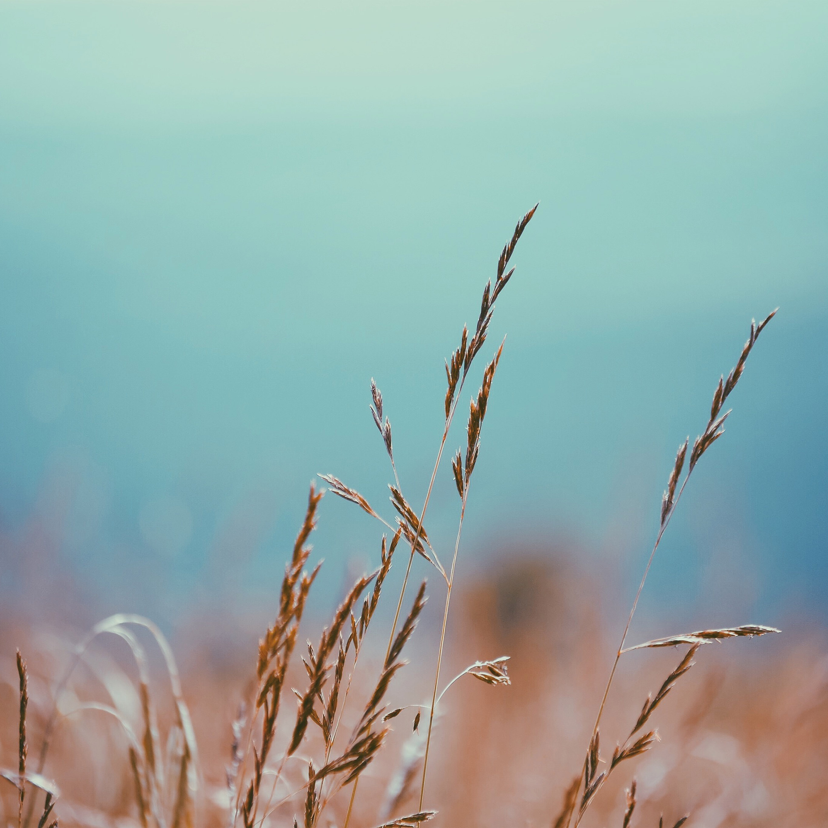 Take Rest A Field That Has Rested Gives A Beautiful - HD Wallpaper 