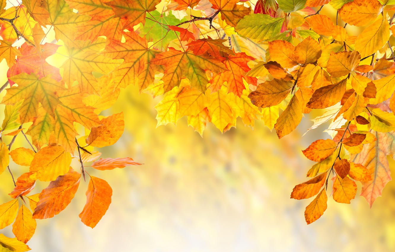 Photo Wallpaper Autumn, Leaves, Colorful, Background, - Maple Leaf - HD Wallpaper 