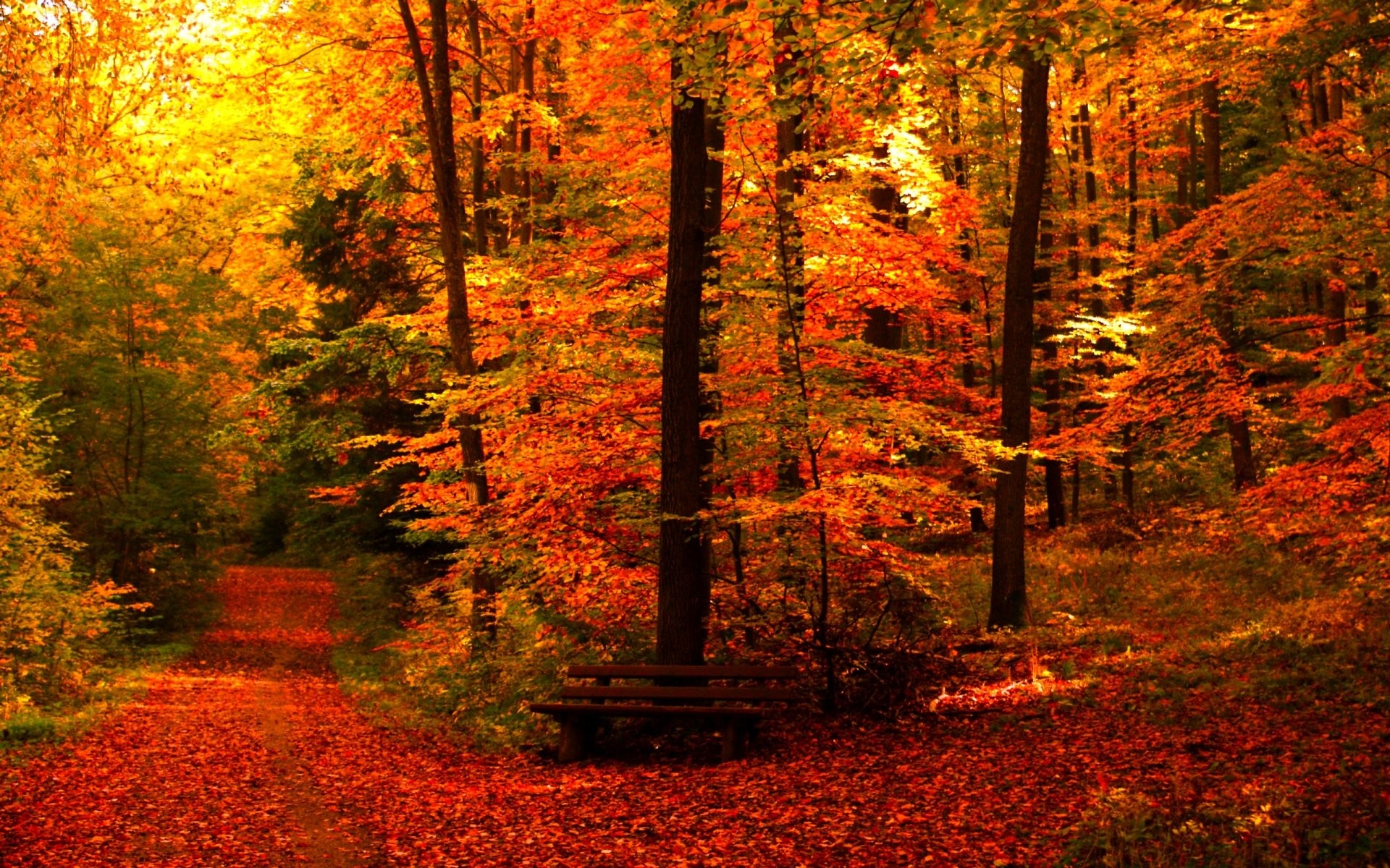 Autumn Fall Season Nature Landscape Leaf Leaves Color - Autumn Seasons Of Nature - HD Wallpaper 