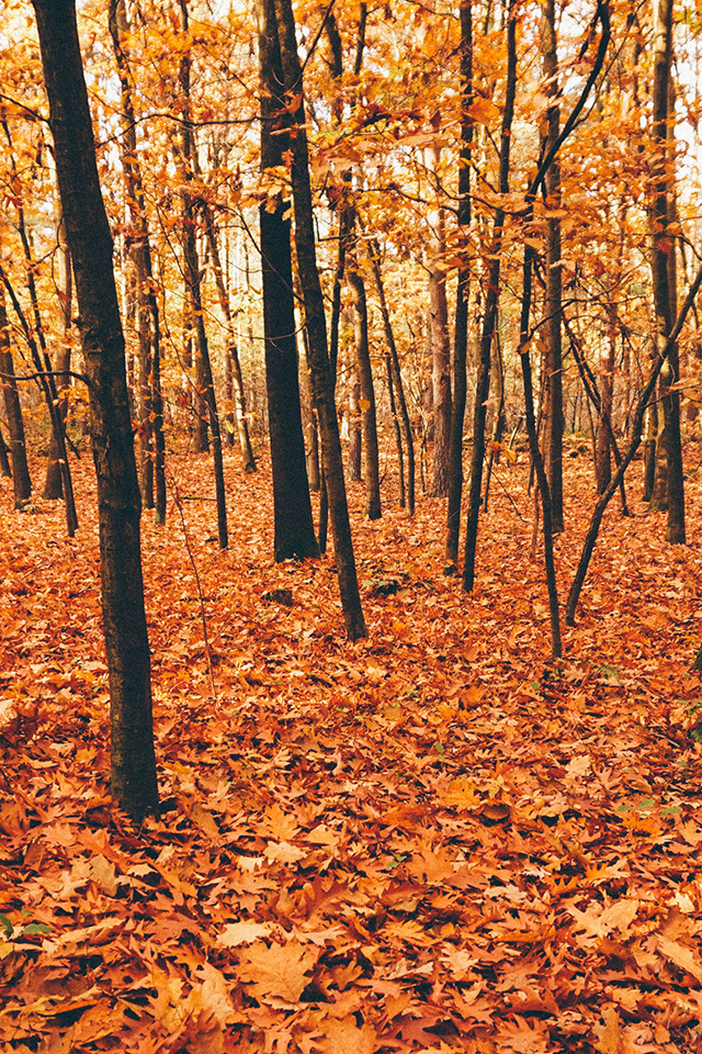 Autumn Forest Wallpaper - Autumn Forest Iphone - HD Wallpaper 