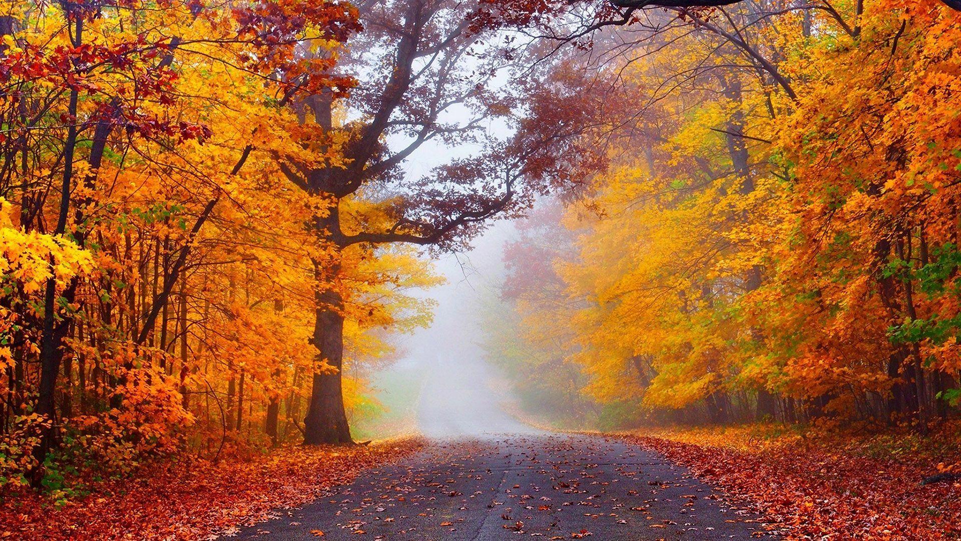 Fog In The Autumn Forest - Fall The Season Of Change - 1920x1080