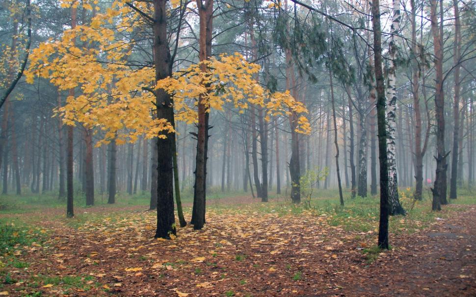 Foggy Autumn Forest Wallpaper, Hd Wallpaper,nature - Wallpaper - HD Wallpaper 