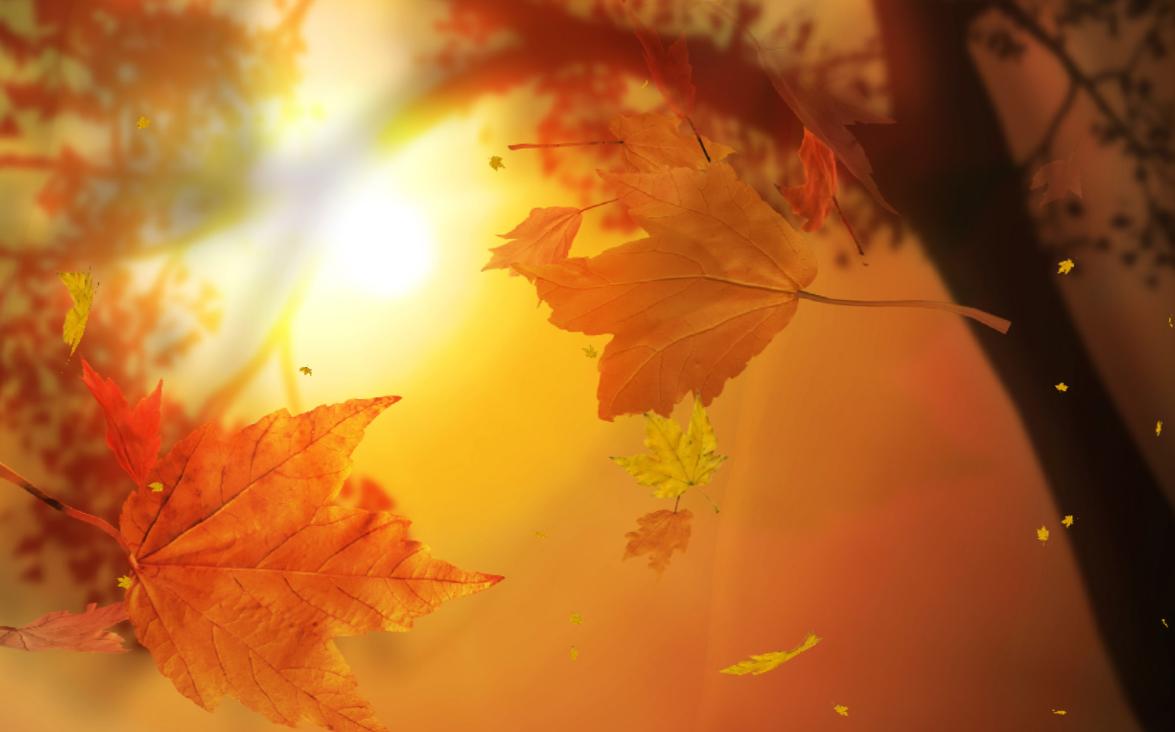 Autumn Leaves - HD Wallpaper 