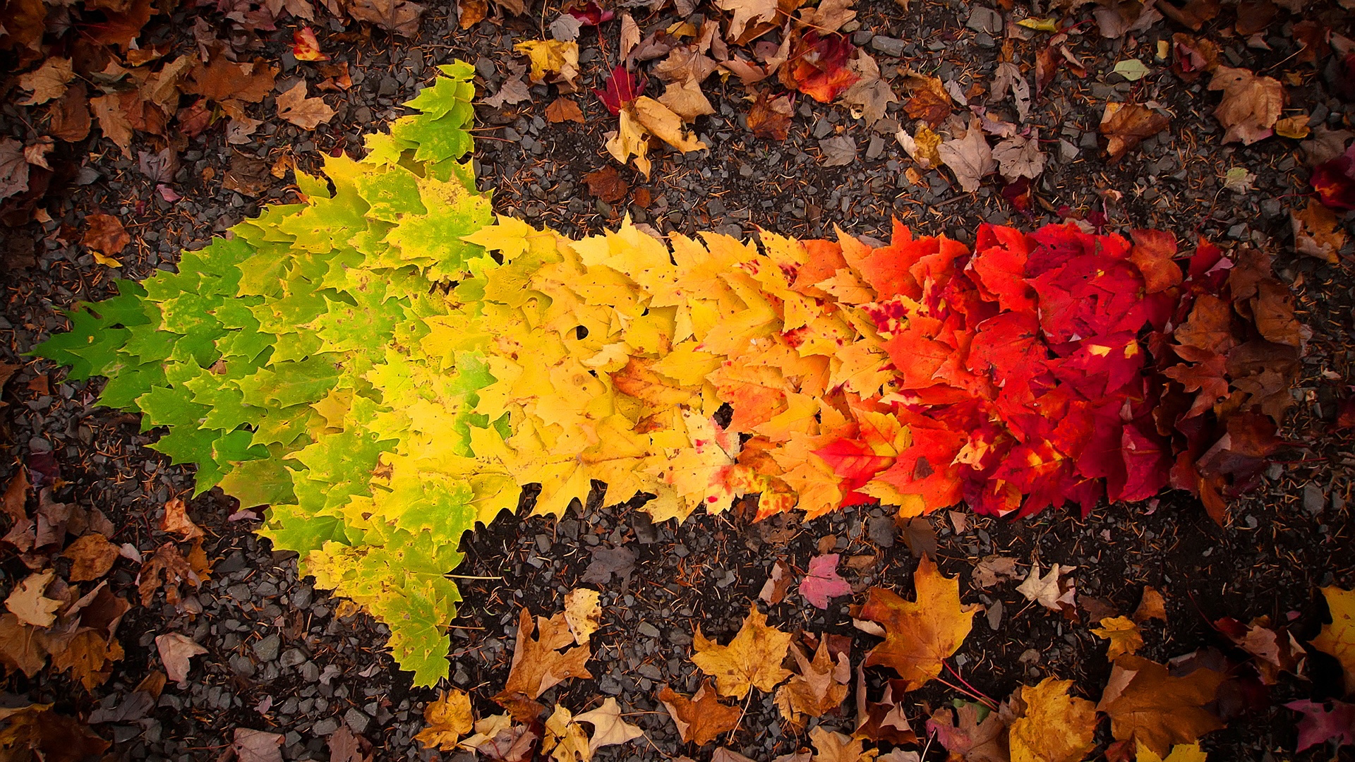 Autumn Leaves Arranged - HD Wallpaper 