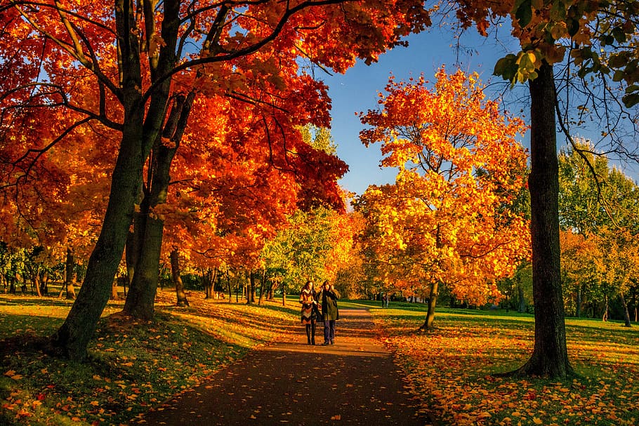 Fall, Autumn, Nature, Outside, Couple, Park, Sunny, - Aries Tarot Reading September 2019 - HD Wallpaper 