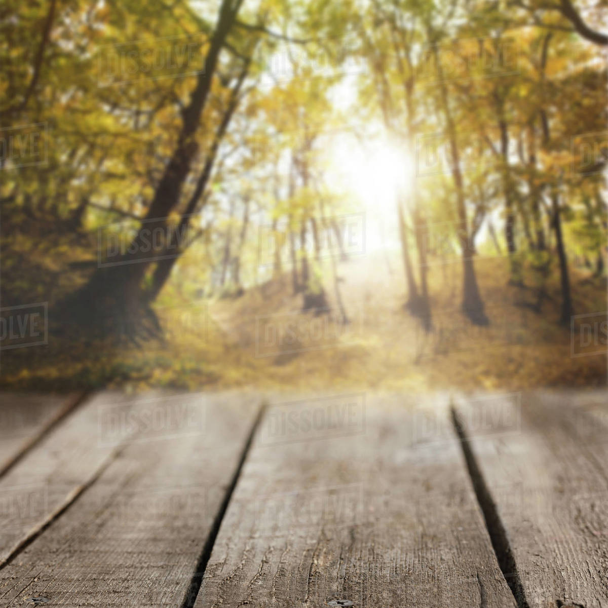 Striped Wooden Background On Autumnal Forest Wallpaper - Stock Photography - HD Wallpaper 