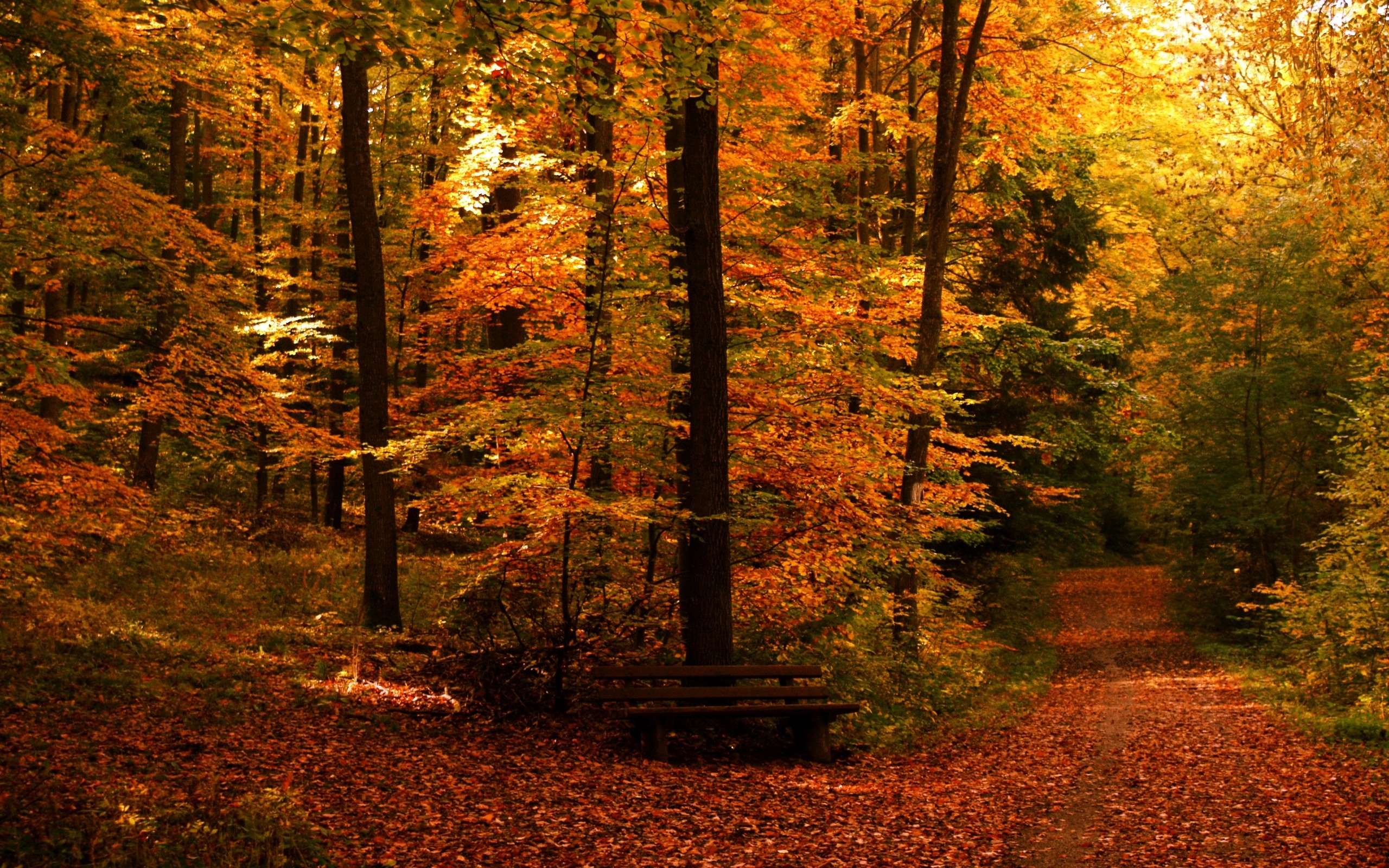 Free Autumn Wallpaper 
 Data-src /w/full/e/b/c/113501 - Backgrounds Google Desktop Images Fall - HD Wallpaper 