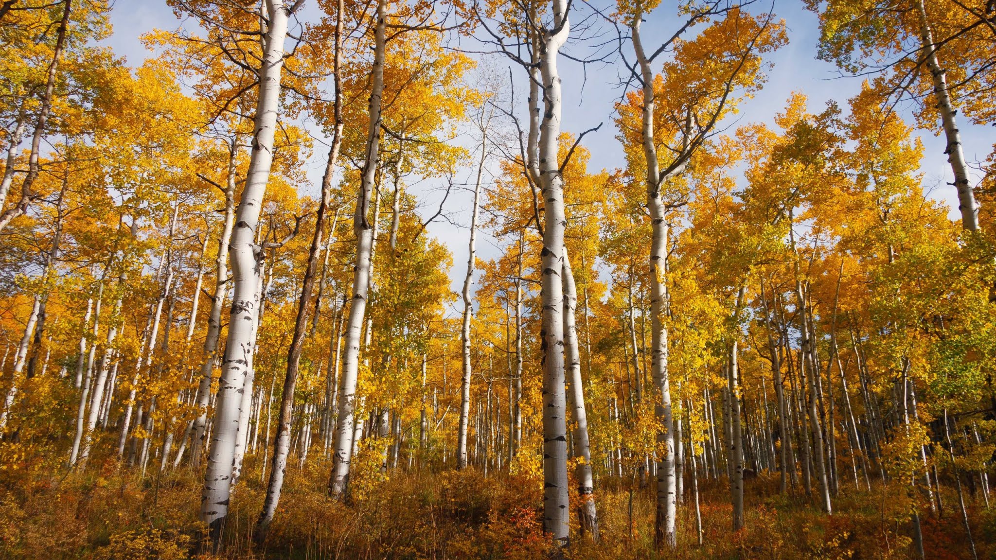 Download Wallpaper Autumn Forest, Hd, 4k Images - High Definition Quaking Aspen Grove - HD Wallpaper 
