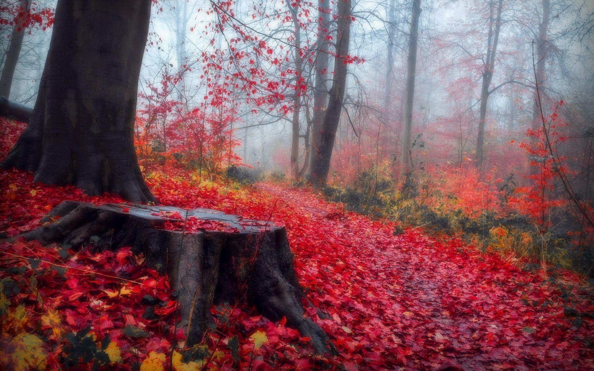 Hd Red Leaves In The Autumn Forest Wallpaper - Hojas Rojas De Otoño - HD Wallpaper 