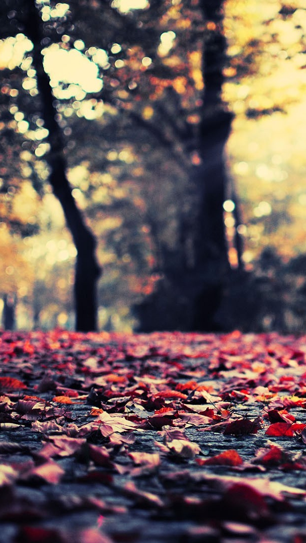 Fall Season Wallpapers For Iphone - HD Wallpaper 