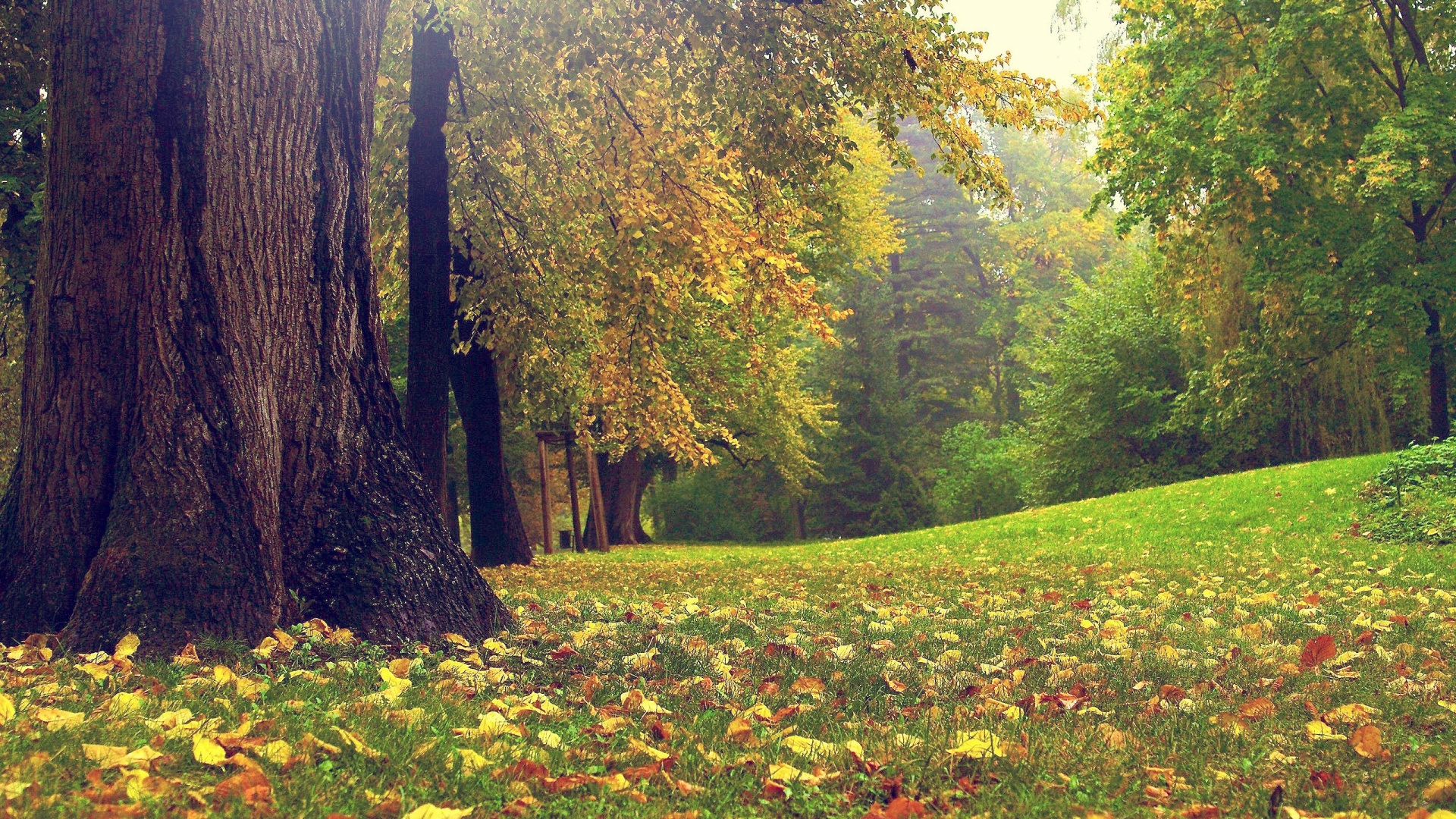 Fall Nature Photography - HD Wallpaper 