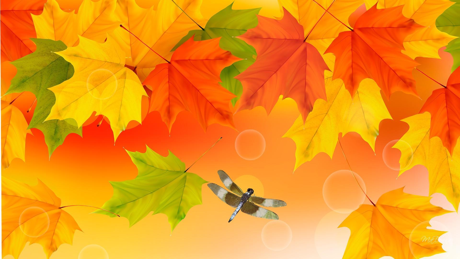 Brightness Of Fall Colors - Fall Color Hd - HD Wallpaper 