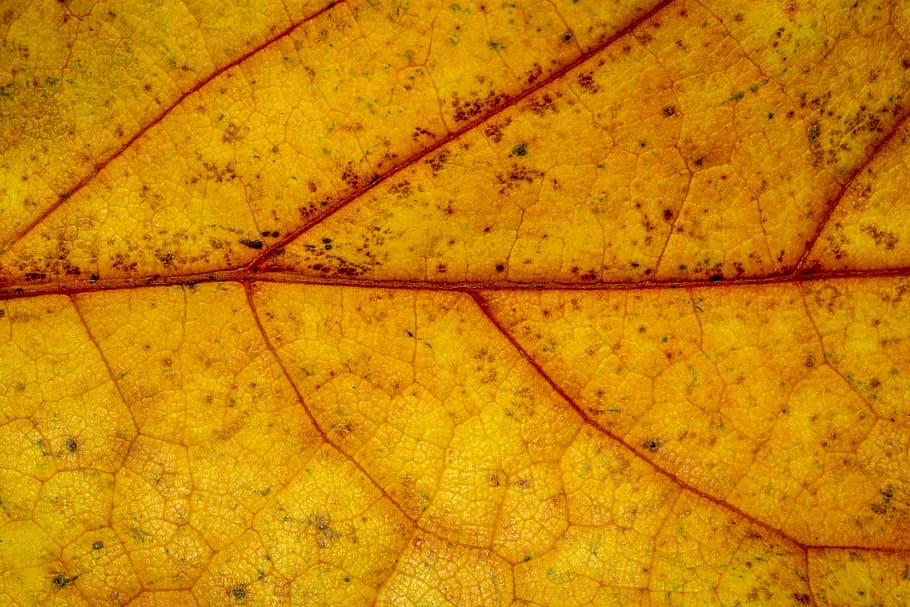 Autumn, Leaves, Leaf, Fall Foliage, Colors Of Autumn, - Texture Feuille D Automne - HD Wallpaper 