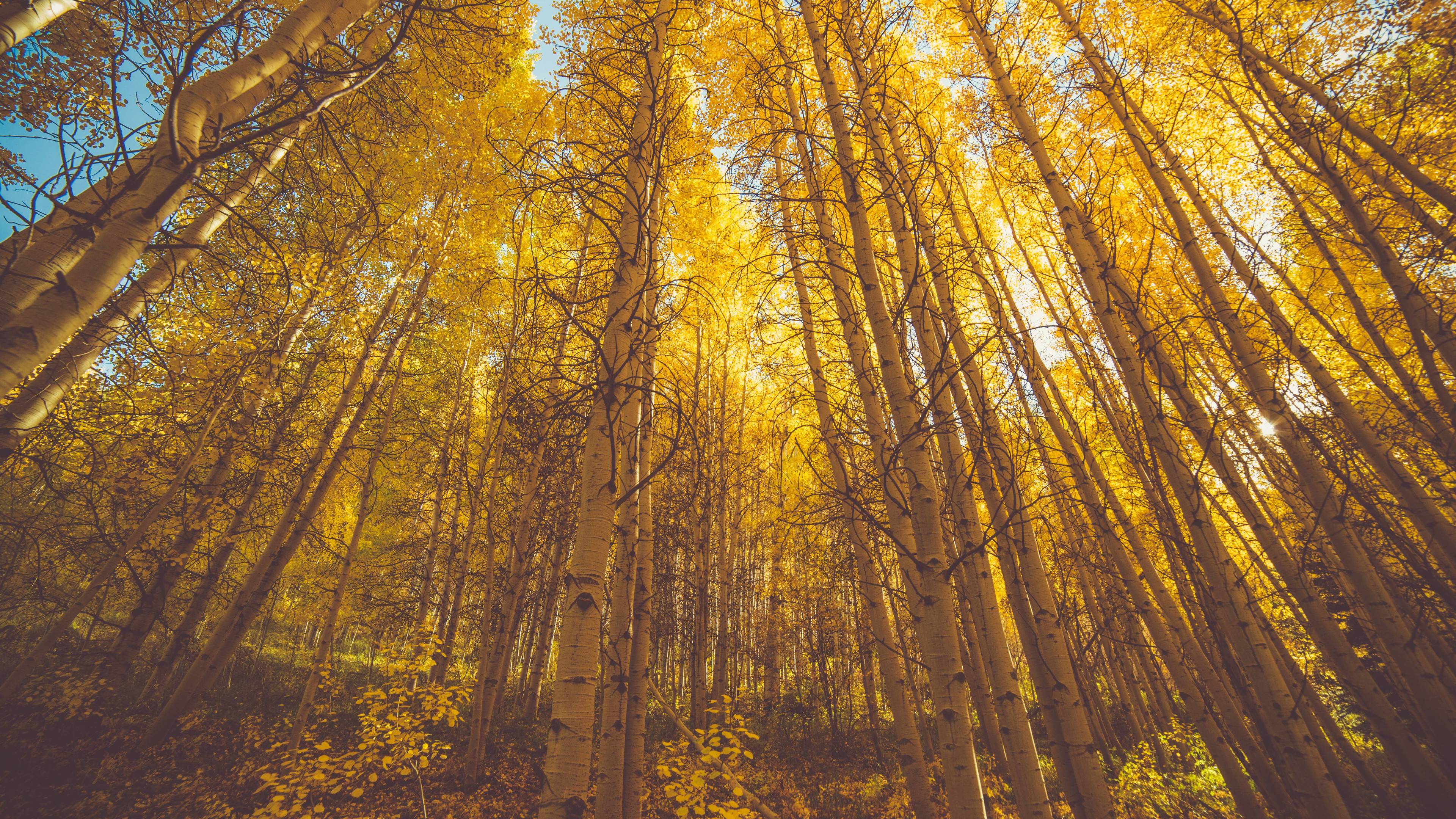 Golden Fall Season Forest 5k - Fall In Colorado - HD Wallpaper 