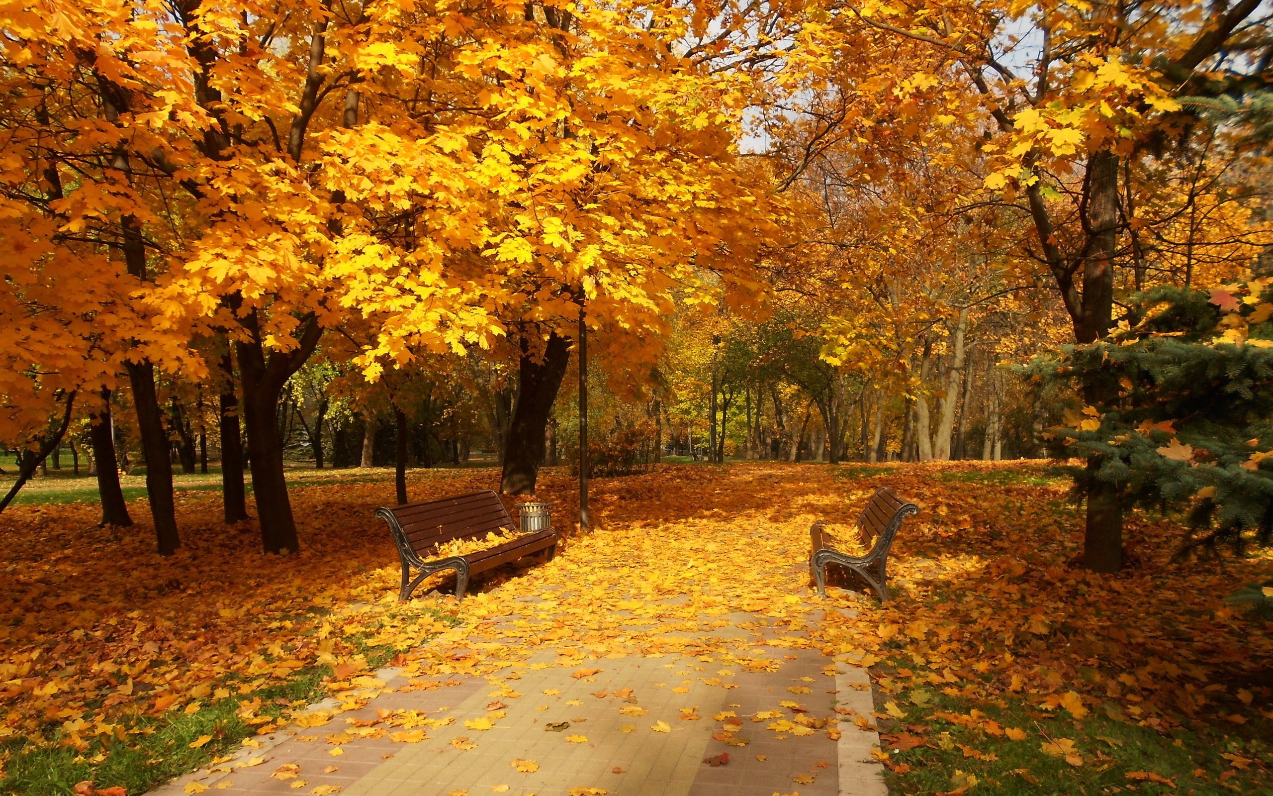 Autum - HD Wallpaper 