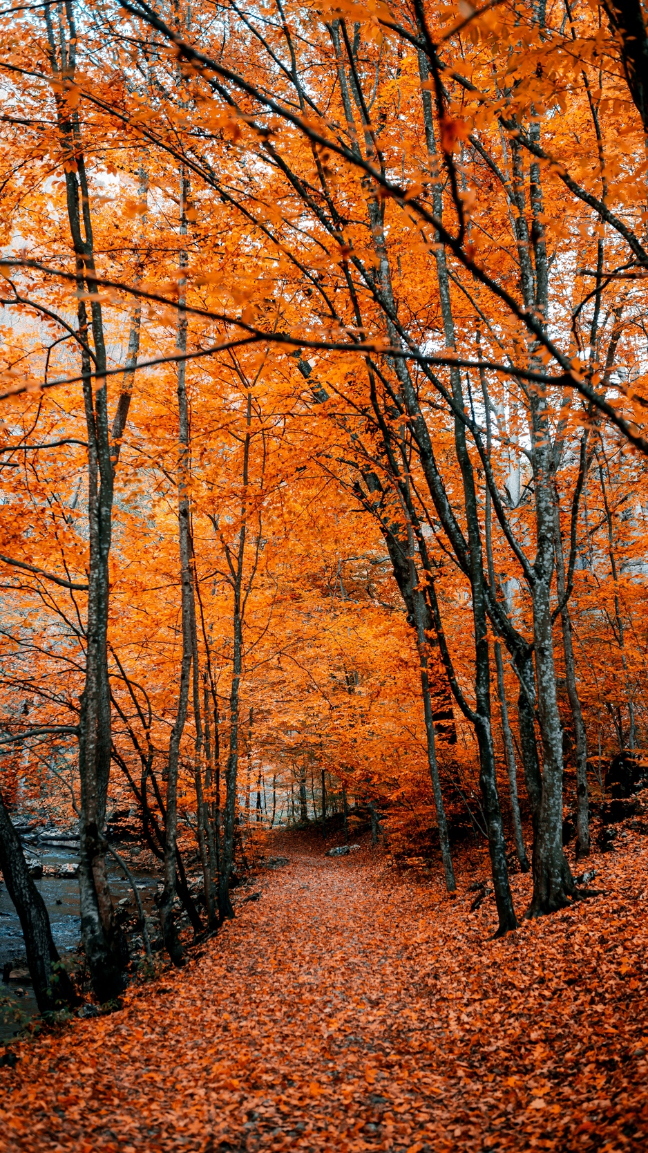 Wallpaper Autumn, Path, Foliage, Forest, Trees, Autumn - Fall Wallpaper Hd Ipad Pro - HD Wallpaper 