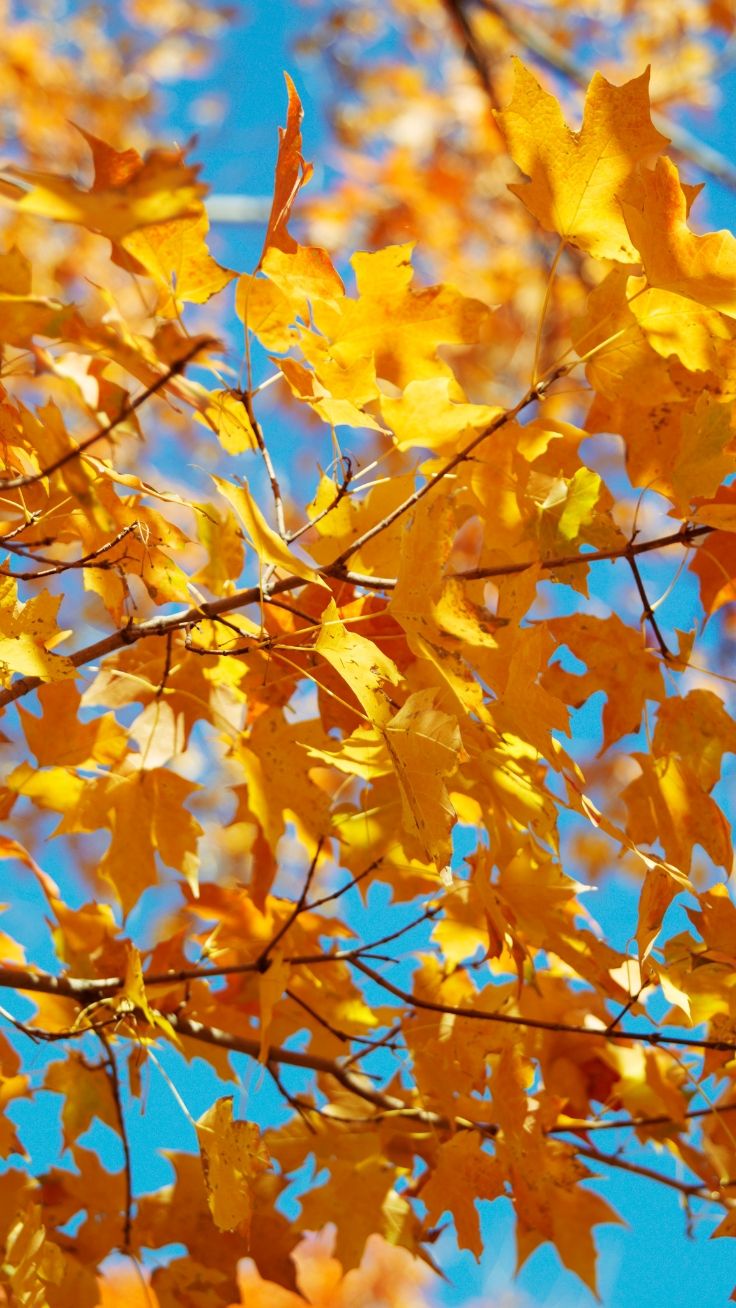 Autumn 2019 Iphone Wallpaper Collection Fall Wallpaper
