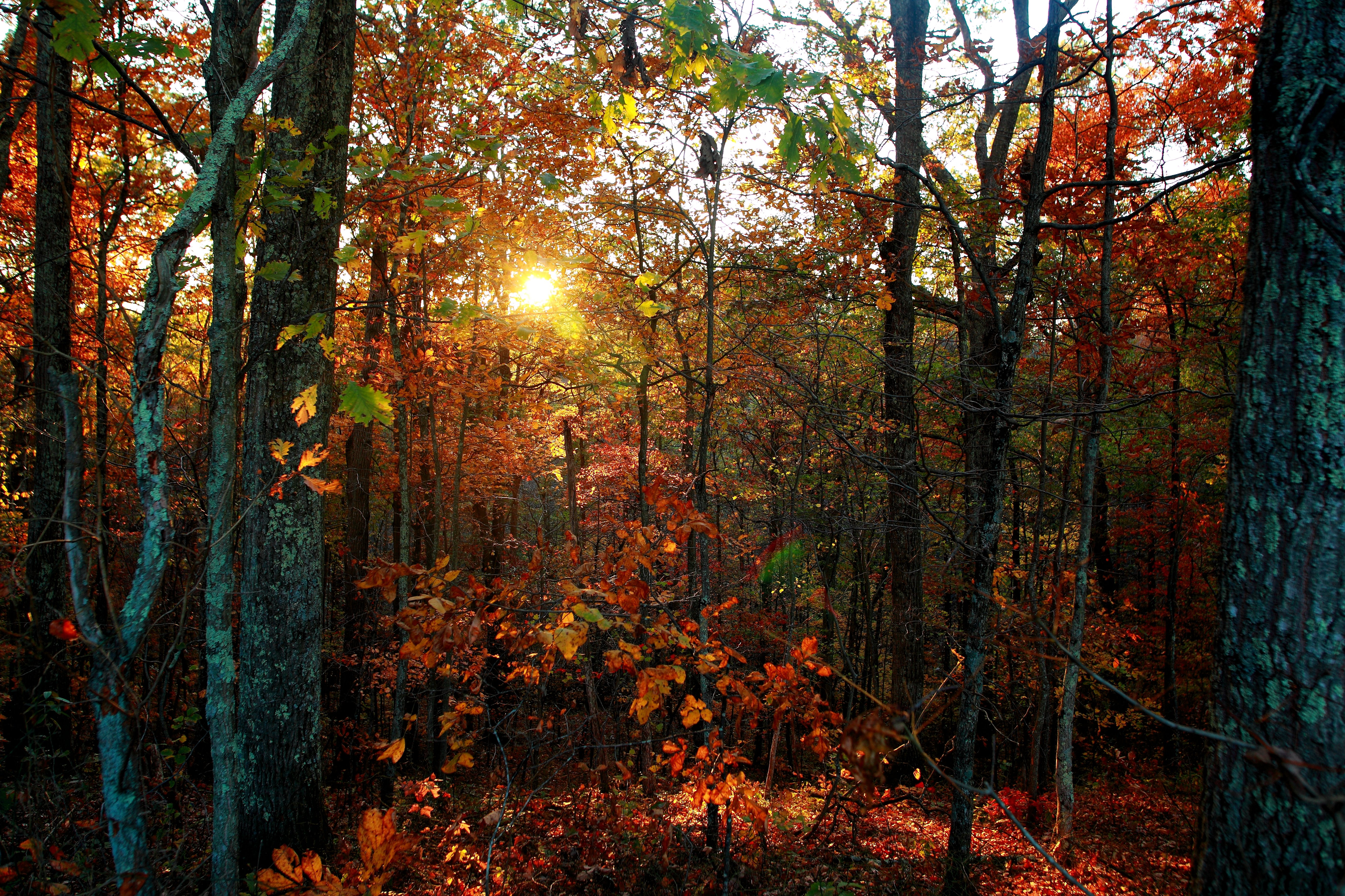 Autumn Trees Leaves Foliage Sunset - Sun Setting In Autumn - HD Wallpaper 