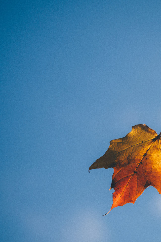 Falls Falling Leaf Season Free Leaves Wallpaper For Iphone 640x960 Teahub Io - Free Fall Foliage Wallpaper For Iphone Falls Falling Leaf Season Free Leaves Wallpaper For Iphone 640x960 Teahub Io - Free Fall Foliage Wallpaper For Iphone