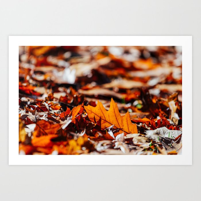 Autumn Leaves Background - HD Wallpaper 