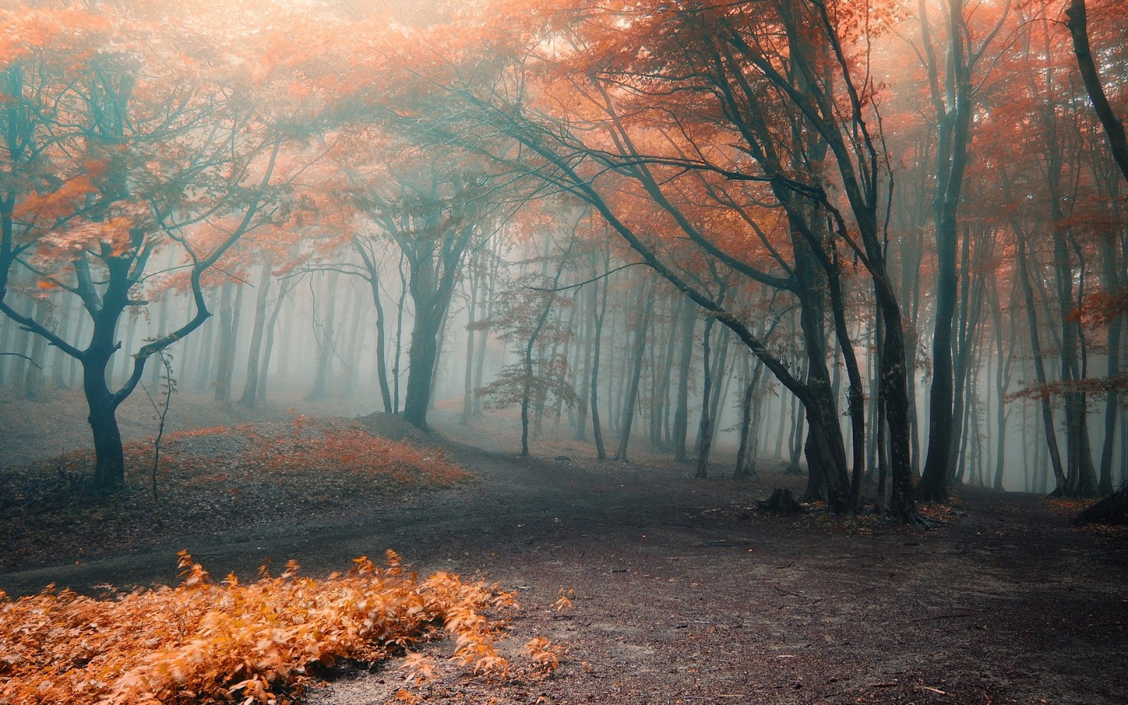 Spooky Fall Forest - HD Wallpaper 
