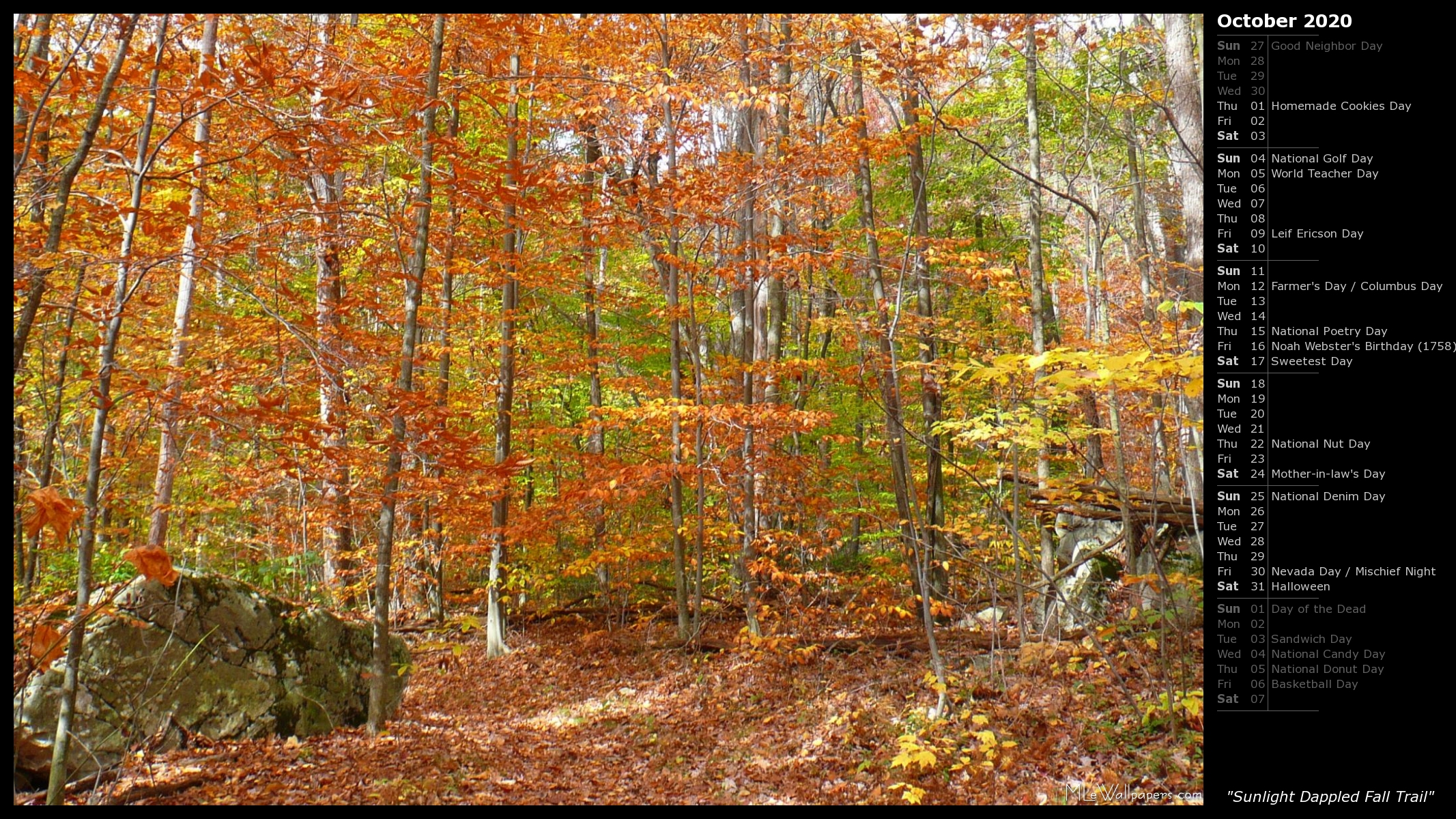 Sunlight Dappled Fall Trail - Autumn - HD Wallpaper 