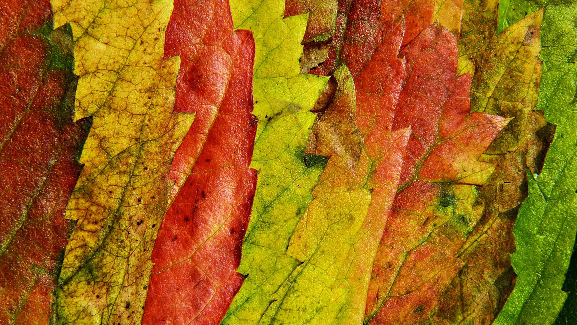 Vermelho Verde E Amarelo - HD Wallpaper 