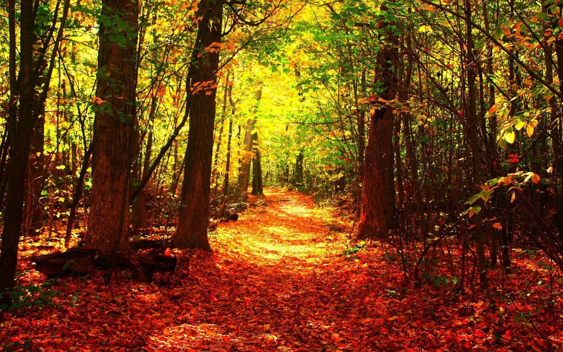 Beautiful Green Tree Forests - HD Wallpaper 