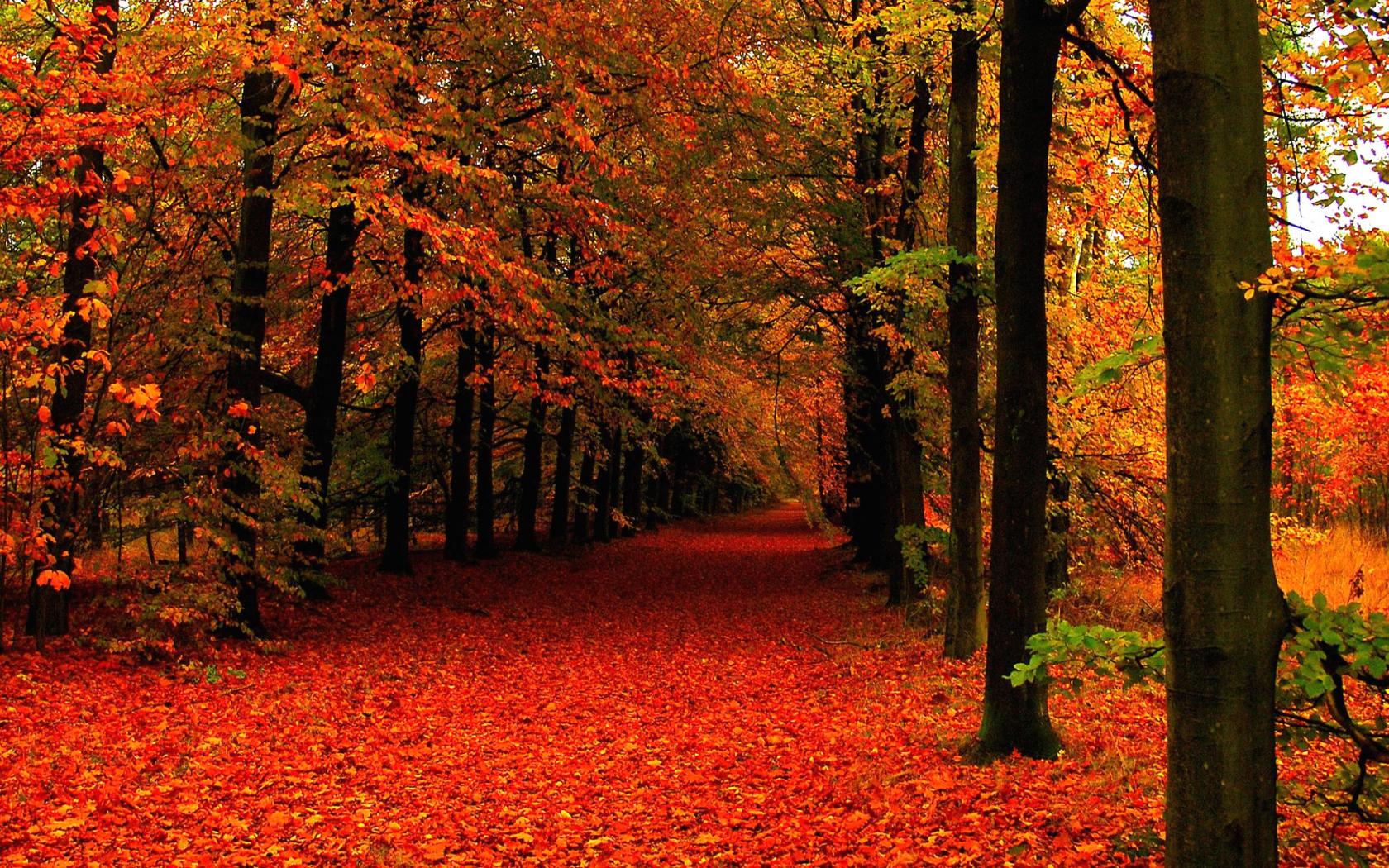 High Resolution Pics Of Fall - HD Wallpaper 