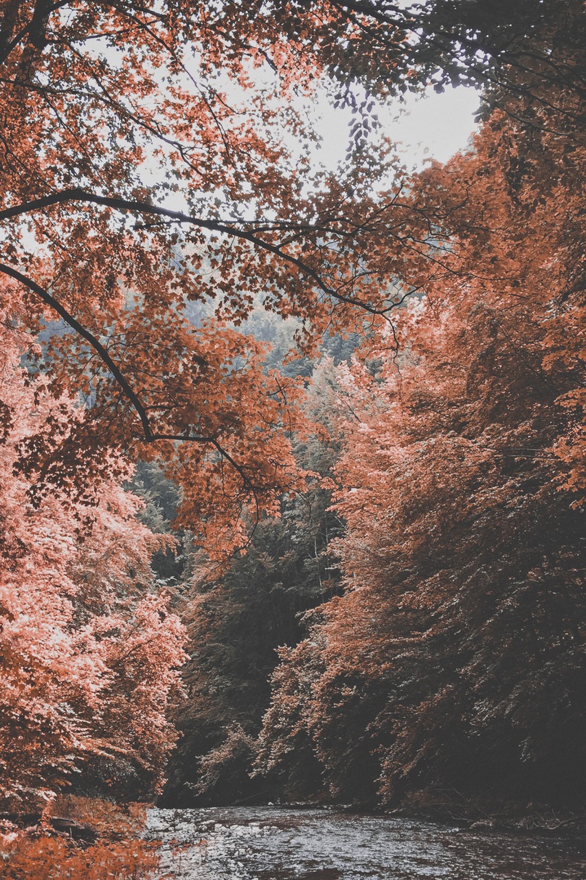 Autumn, Fall, And Iphone Image - Sabrina Carpenter Quotes - HD Wallpaper 