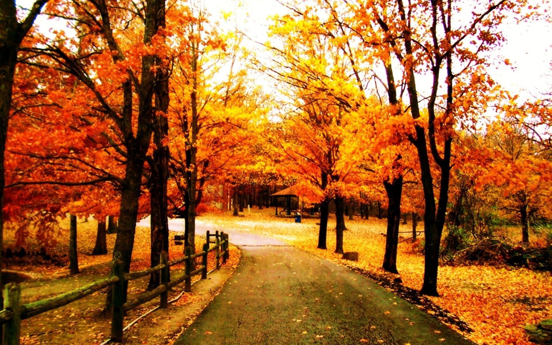 Beautiful Fall Pictures Wallpapers - Beautiful Autumn Trees Background - HD Wallpaper 